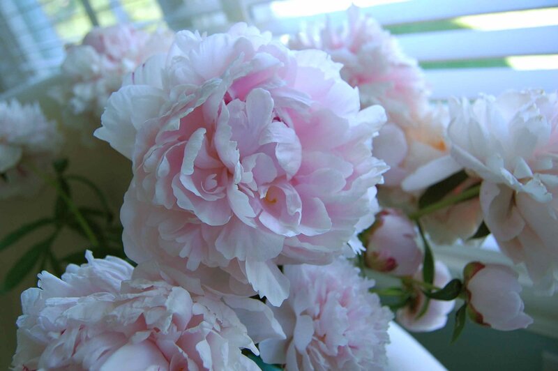 Pink Peony Flowers — Serene, Morning