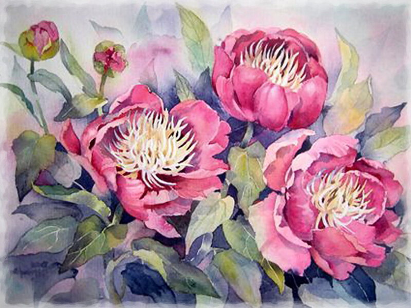 Pink Peony Flowers — Serene, Painting