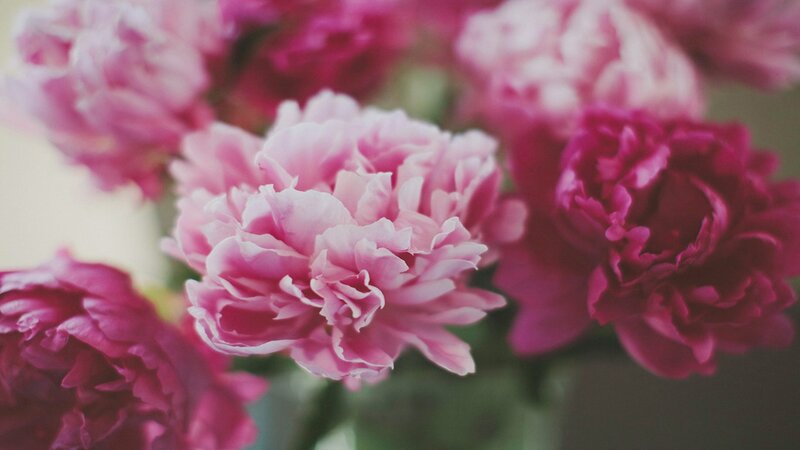 Pink Peony Flowers — Serene, Photograph, Bloom