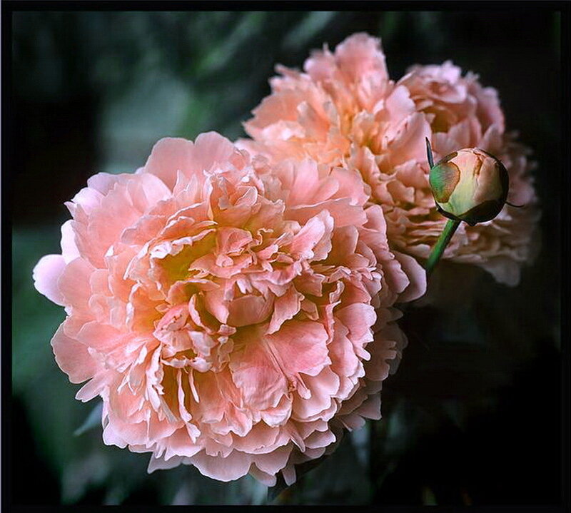 Pink Peony Flowers — Serene, Photograph