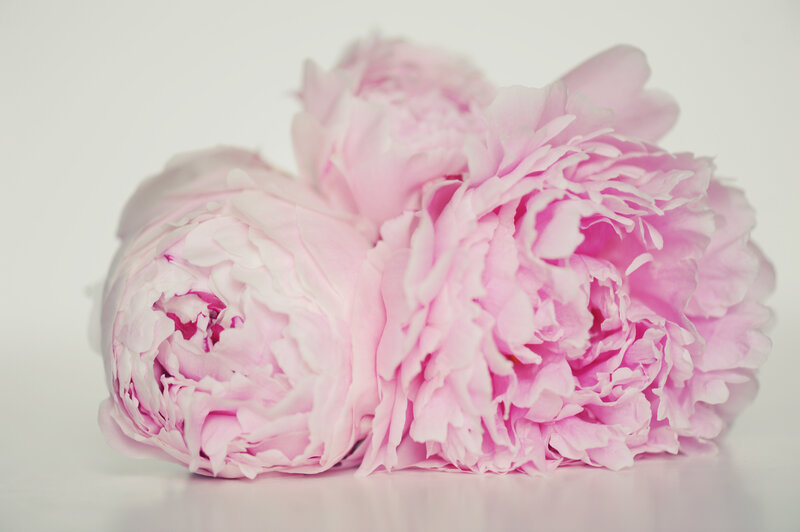 Pink Peony Flowers — Serene, Photograph, White Background