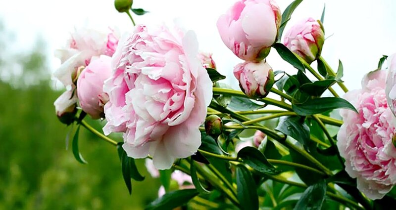 Pink Peony Flowers — Serene, Spring, Photograph, Buds