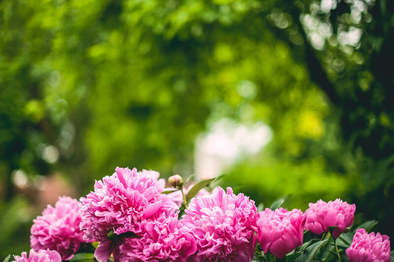 Pink Peony Flowers — Serene, Spring, Photograph, Green Leaves, Blossoms