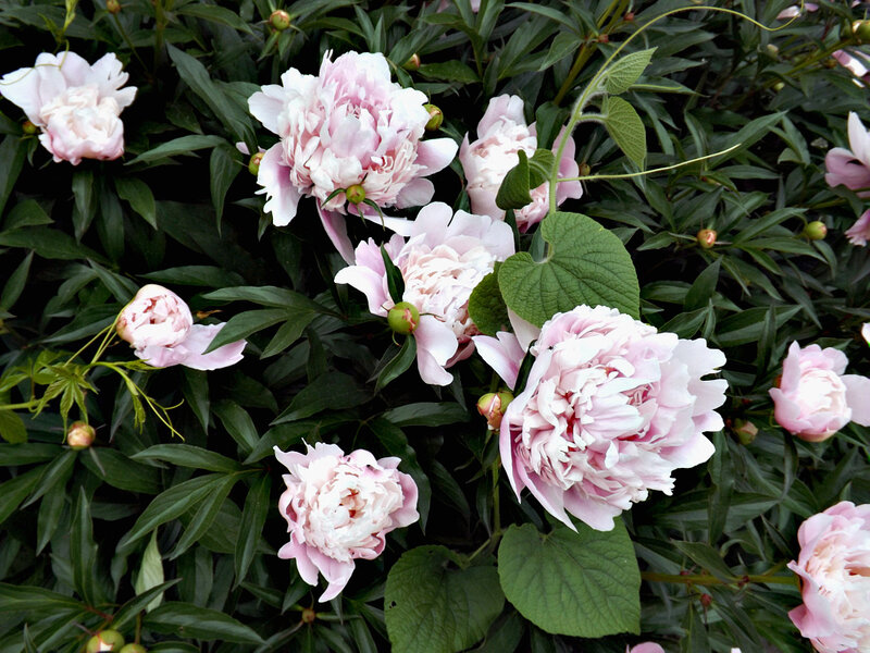 Pink Peony Flowers — Serene, Spring, Photograph, Green Leaves, Flower Buds, Vine