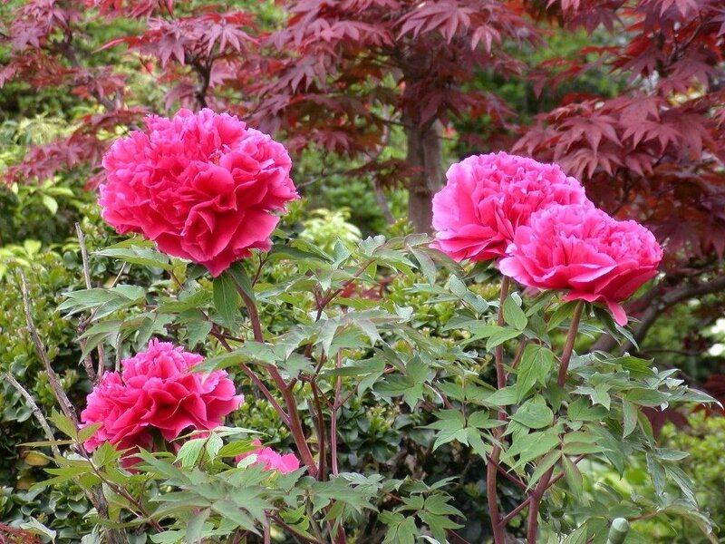 Pink Peony Flowers — Serene, Spring, Photograph, Green Leaves, Red Maple Tree