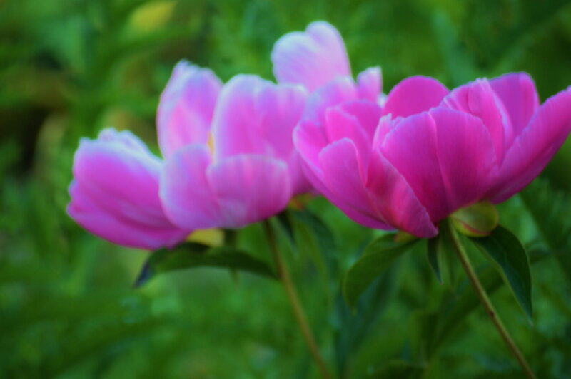 Pink Peony Flowers — Serene, Spring, Photograph, Green Leaves, Stems