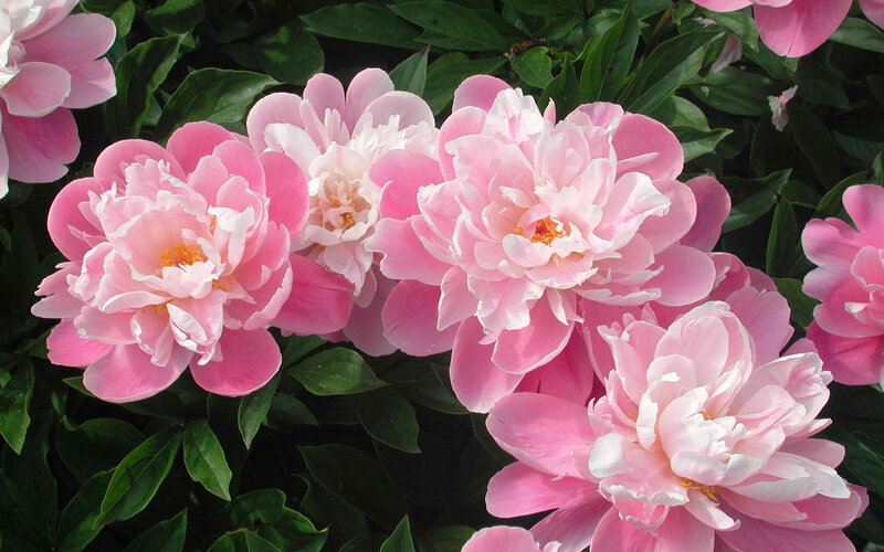 Pink Peony Flowers — Serene, Spring, Photograph, Green Leaves