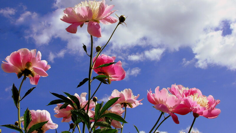 Pink Peony Flowers — Serene, Spring, Photograph, Sky