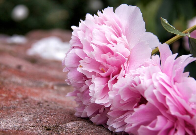 Pink Peony Flowers — Serene, Spring, Photograph, Stone Surface