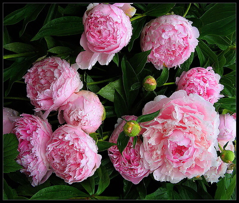 Pink Peony Flowers — Serene, Spring, Photograph