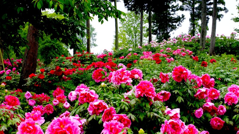 Pink Peony Flowers — Serene, Spring, Photograph, Trees