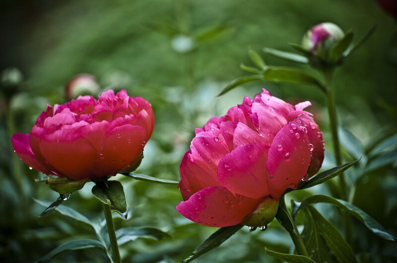 Pink Peony Flowers — Serene, Spring, Photograph, Water Droplets