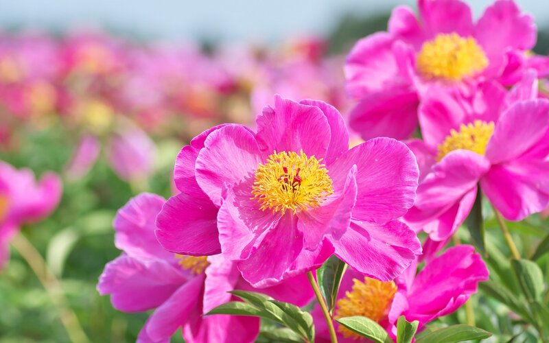 Pink Peony Flowers — Serene, Spring, Photograph, Yellow Stamen
