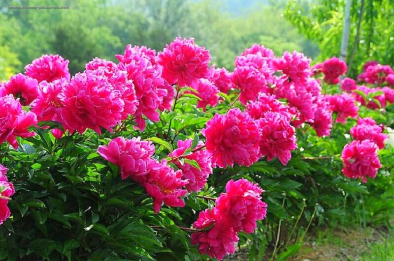 Pink Peony Flowers — Serene, Spring