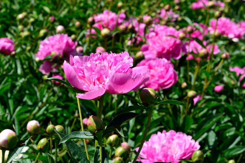 Pink Peony Flowers — Serene, Summer, Photograph, Buds, Leaves, Greenery