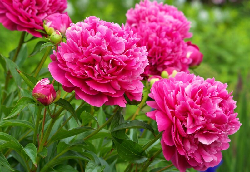 Pink Peony Flowers — Serene, Summer, Photograph, Buds, Leaves