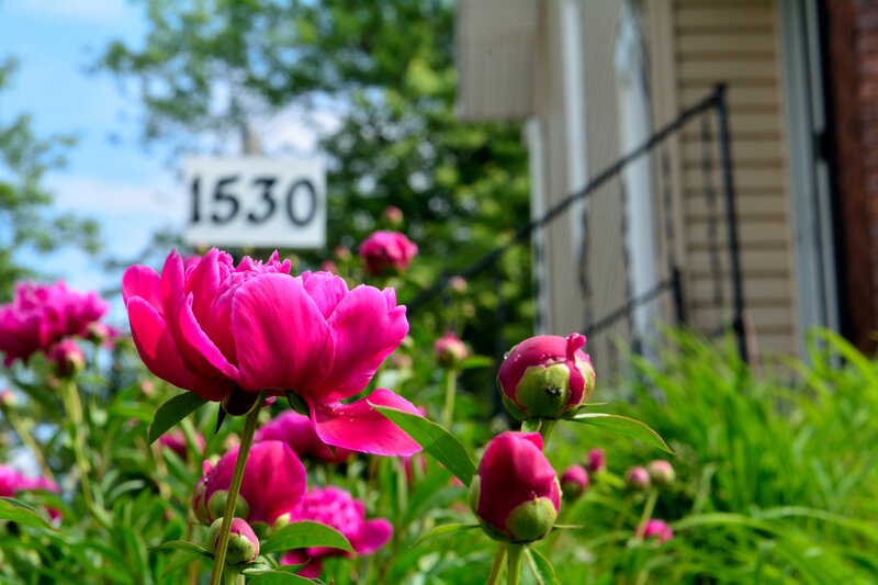 Pink Peony Flowers — Serene, Summer, Photograph, House Number