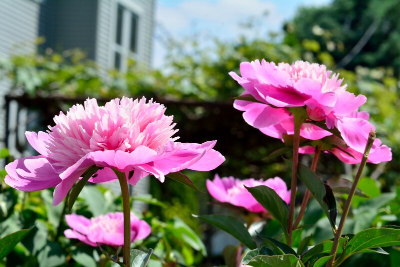 Pink Peony Flowers — Serene, Summer, Photograph, Leaves