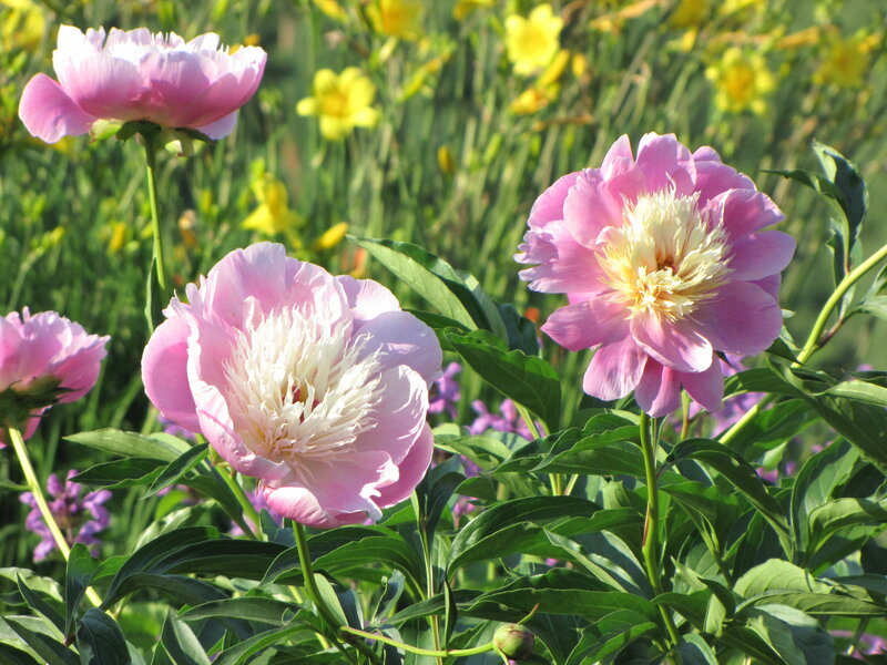 Pink Peony Flowers — Serene, Summer, Photograph