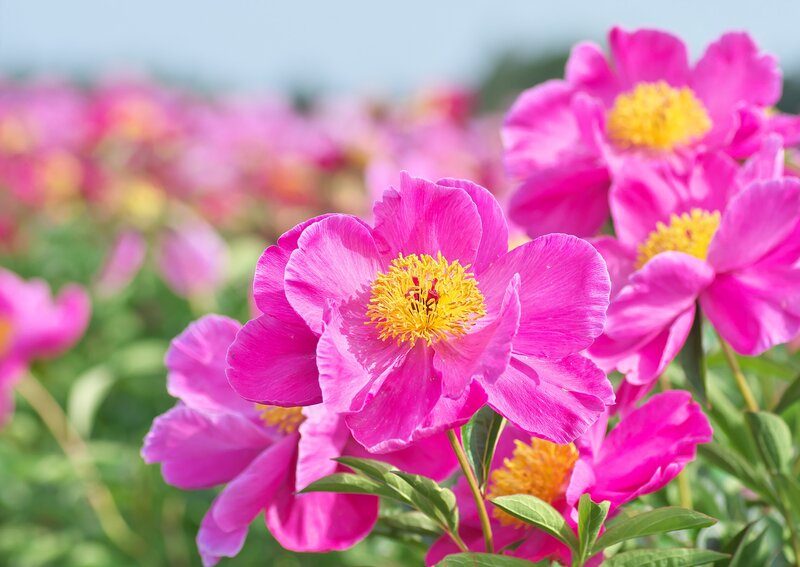 Pink Peony Flowers — Serene, Summer, Photograph, Yellow Centers, Green Leaves