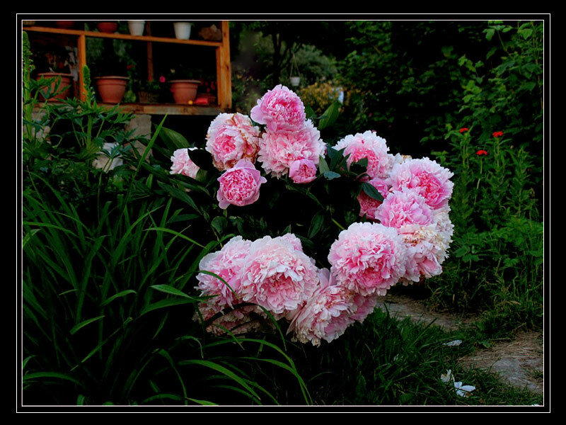 Pink Peony Flowers — Serene