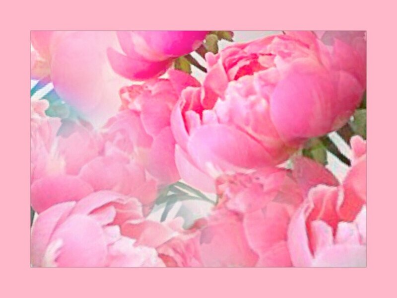 Pink Peony Flowers — Soft, Photograph