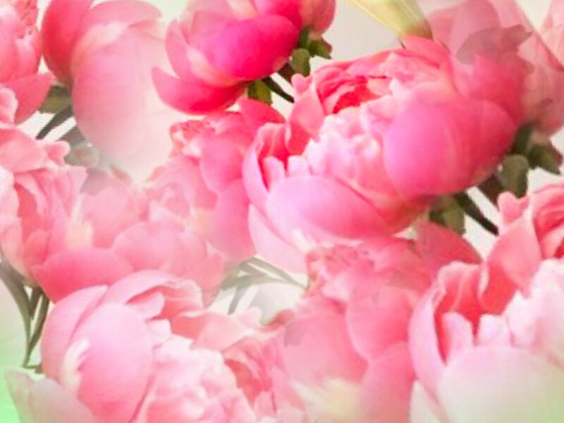 Pink Peony Flowers — Soft