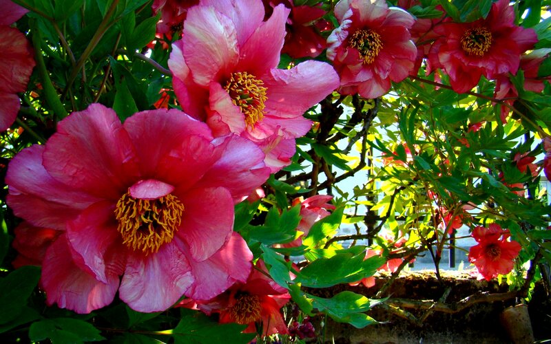 Pink Peony Flowers — Vibrant, Afternoon