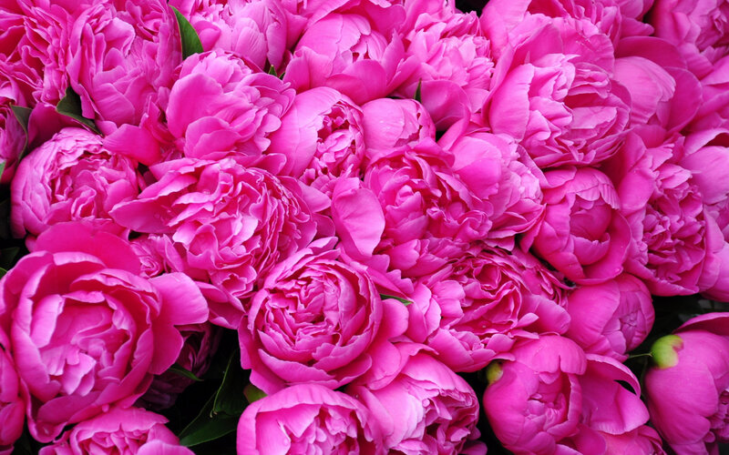 Pink Peony Flowers — Vibrant, Photograph