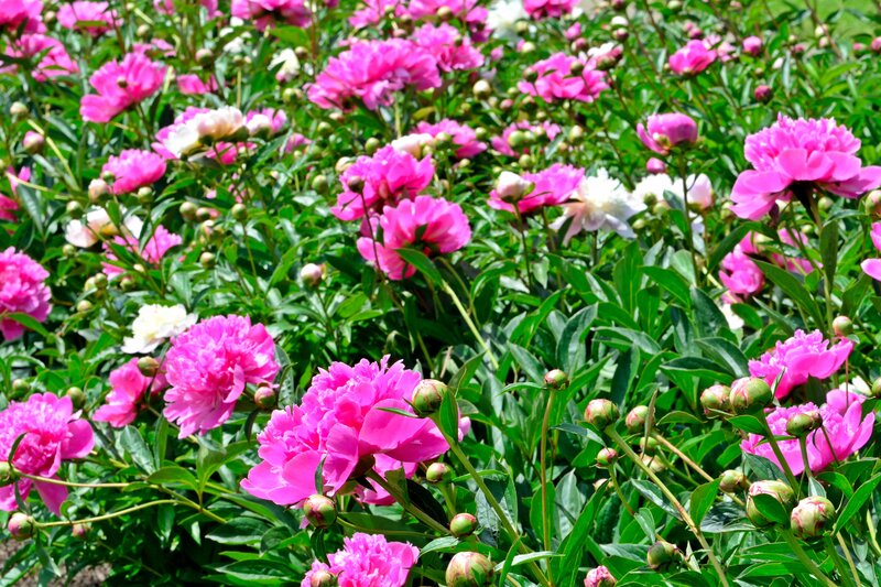 Pink Peony Flowers — Vibrant, Summer, Photograph