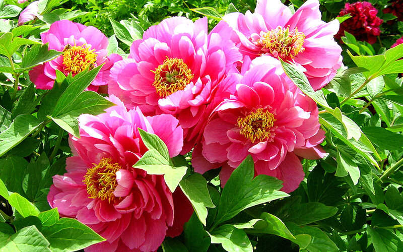 Pink Peony Flowers — Vibrant, Summer