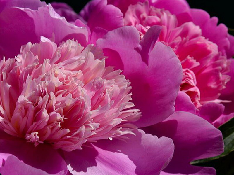 Pink Peony Flowers — Vibrant
