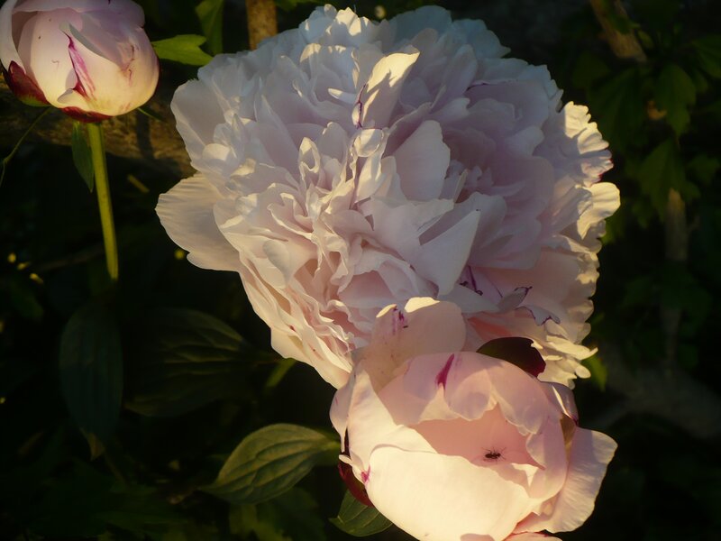 Pink Peony Flowers — White, Serene