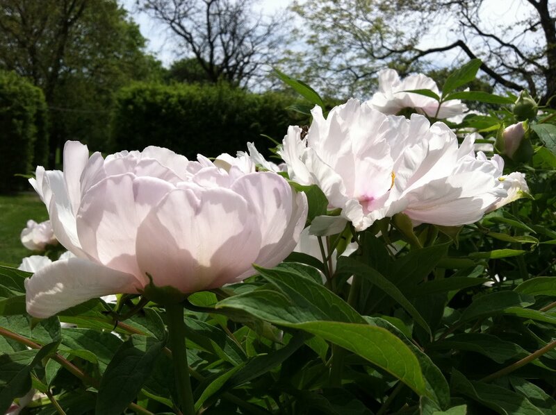 Pink Peony Flowers — White