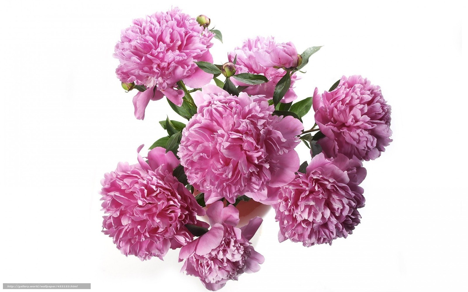 Pink peony flowers