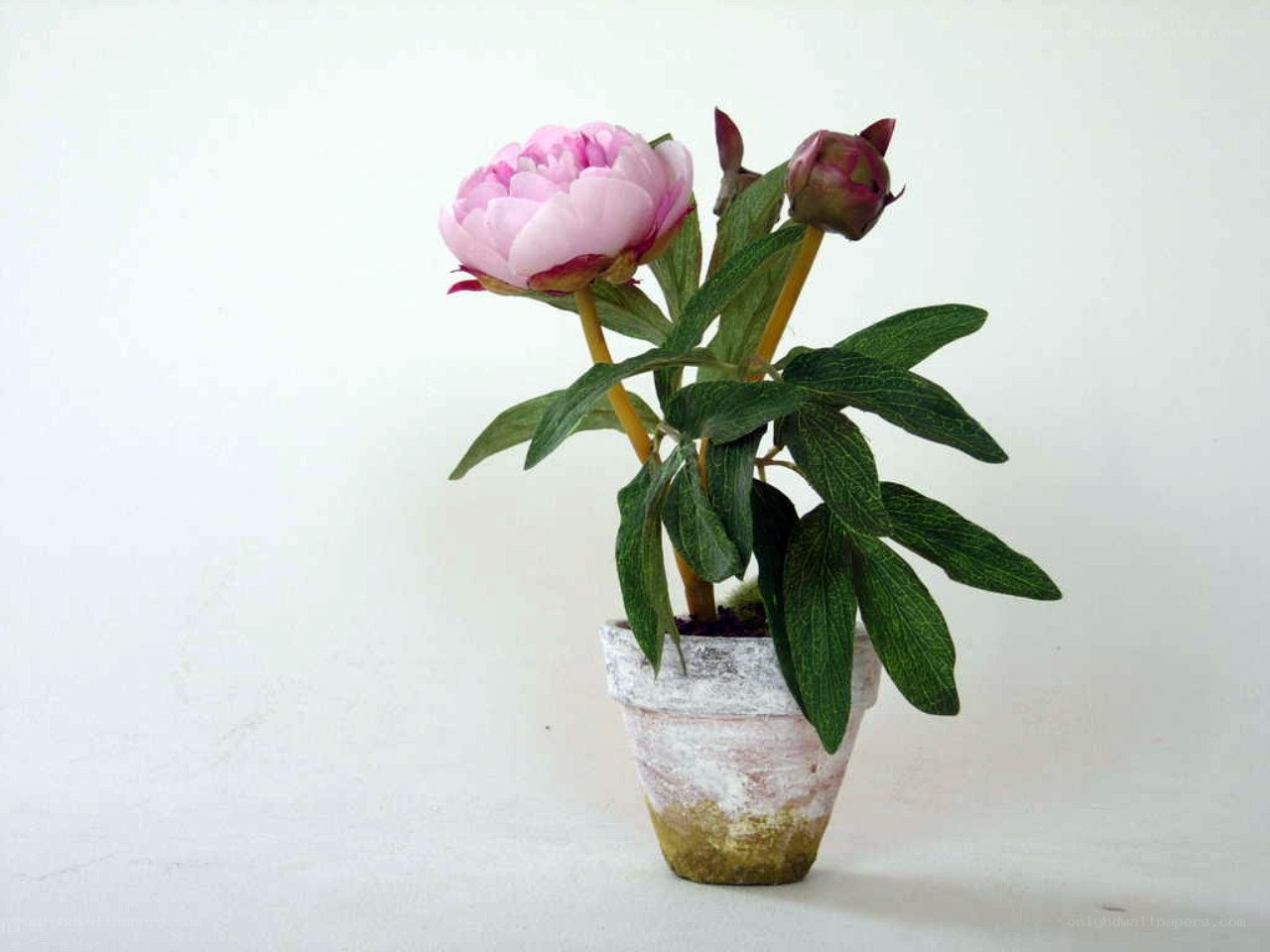 Pink peony in a pot