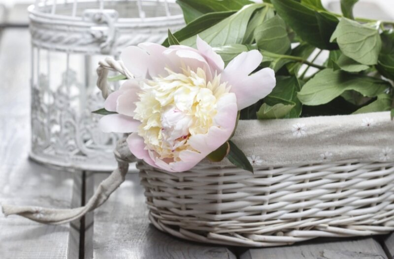Pink Peony in Basket