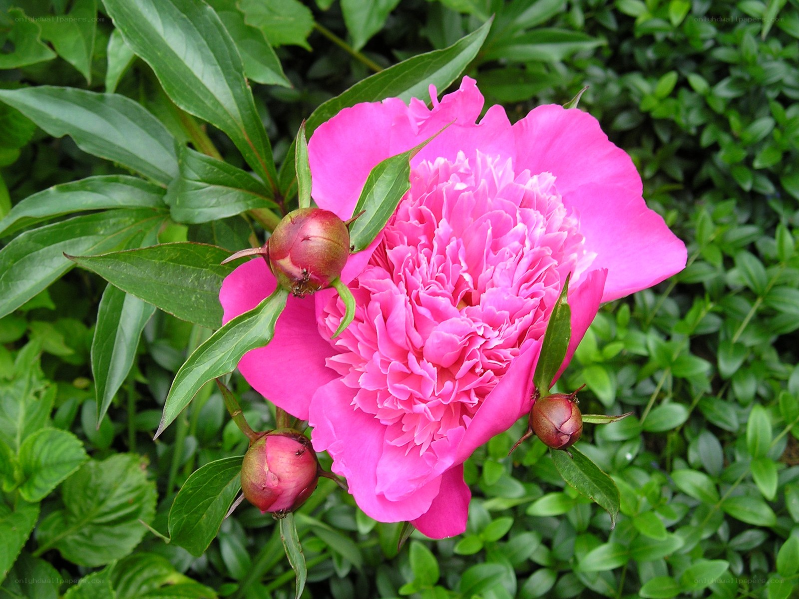Pink peony in bloom