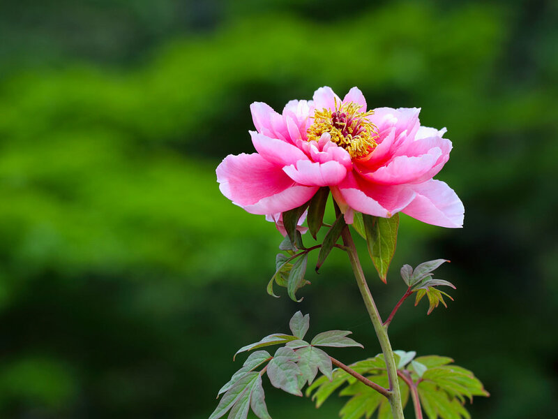 Pink peony in bloom