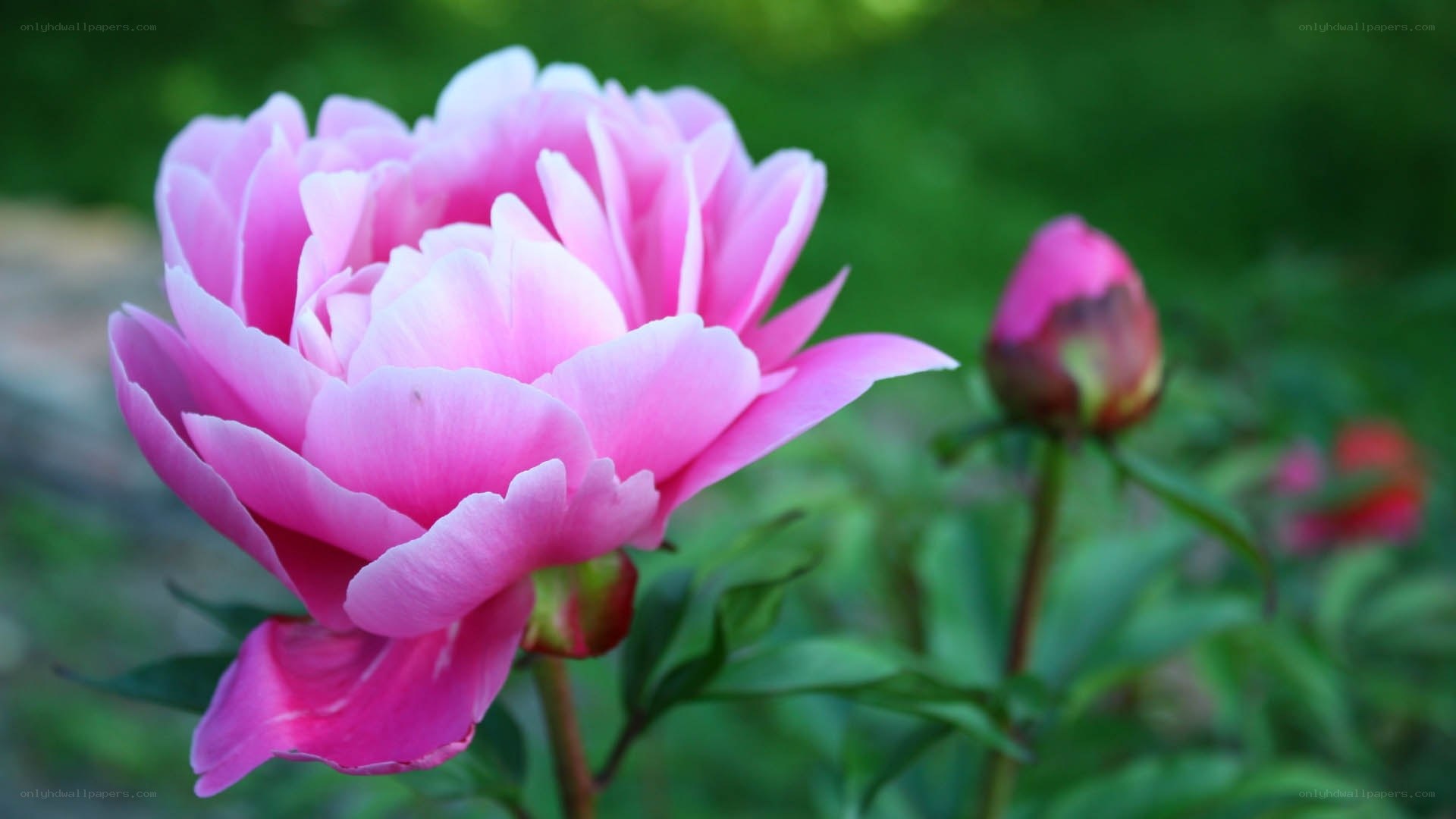 Pink peony in bloom