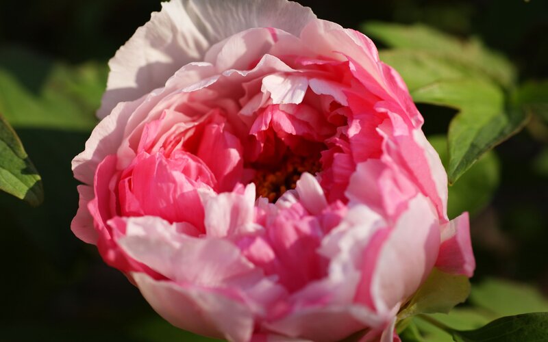 Pink peony in bloom