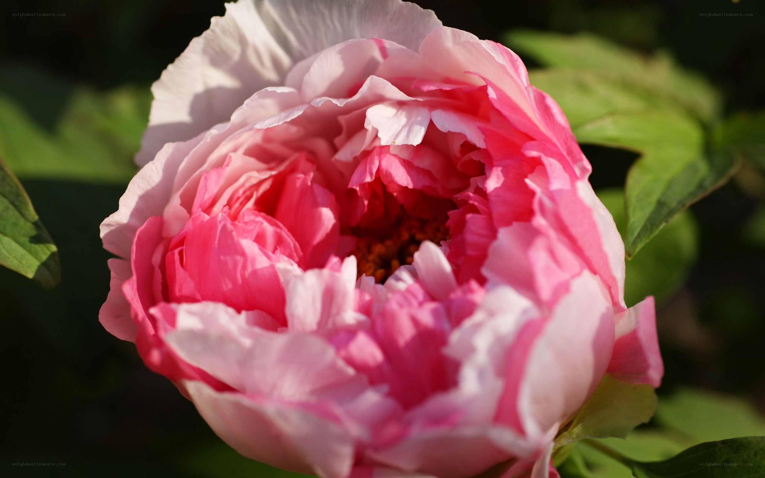 Pink peony in bloom