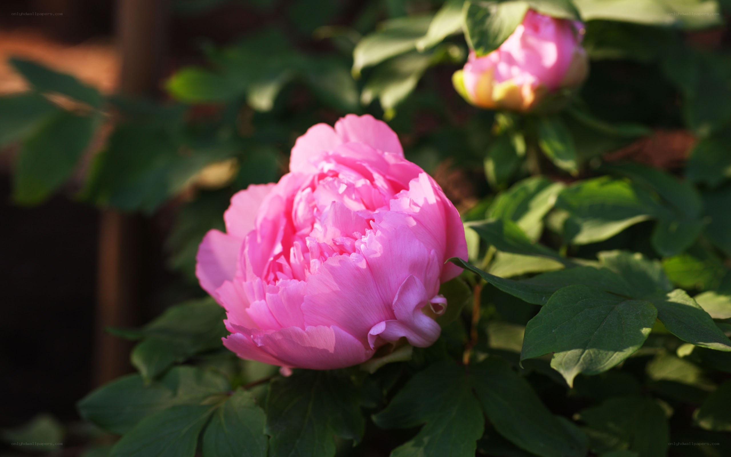 Pink peony in bloom