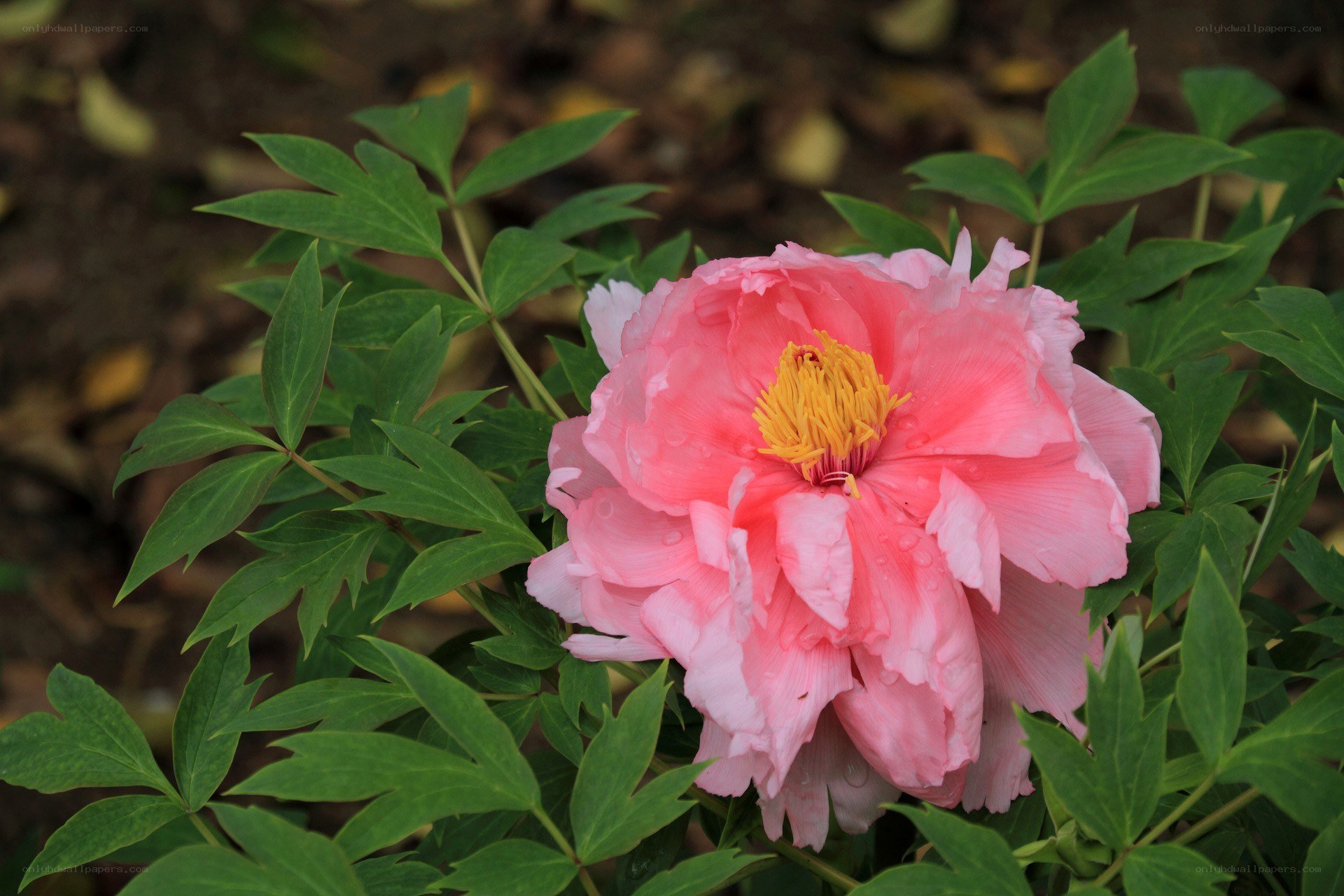 Pink peony in bloom