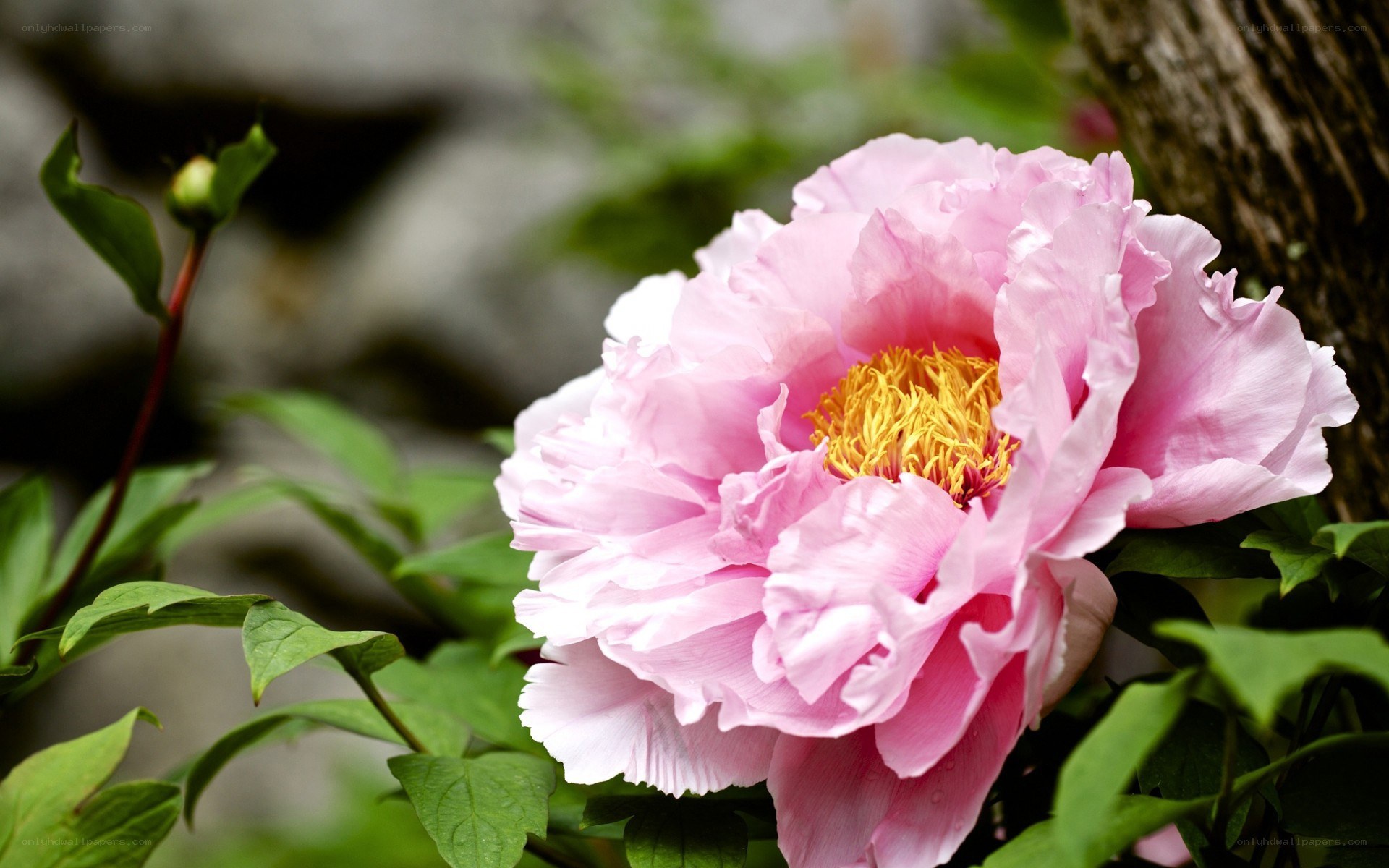 Pink peony in bloom