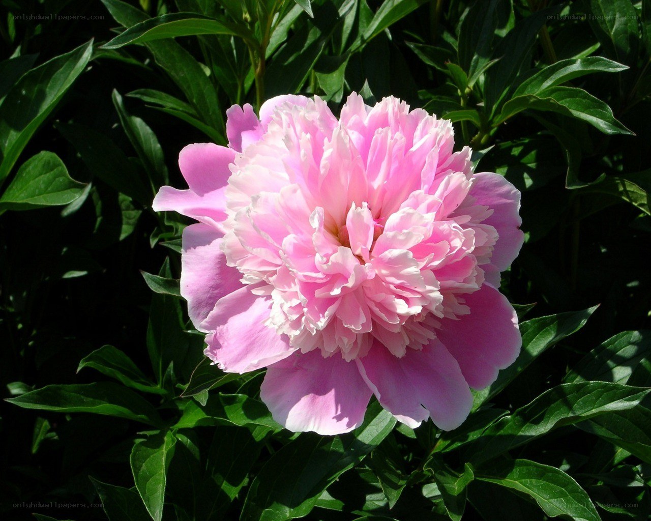 Pink peony in full bloom