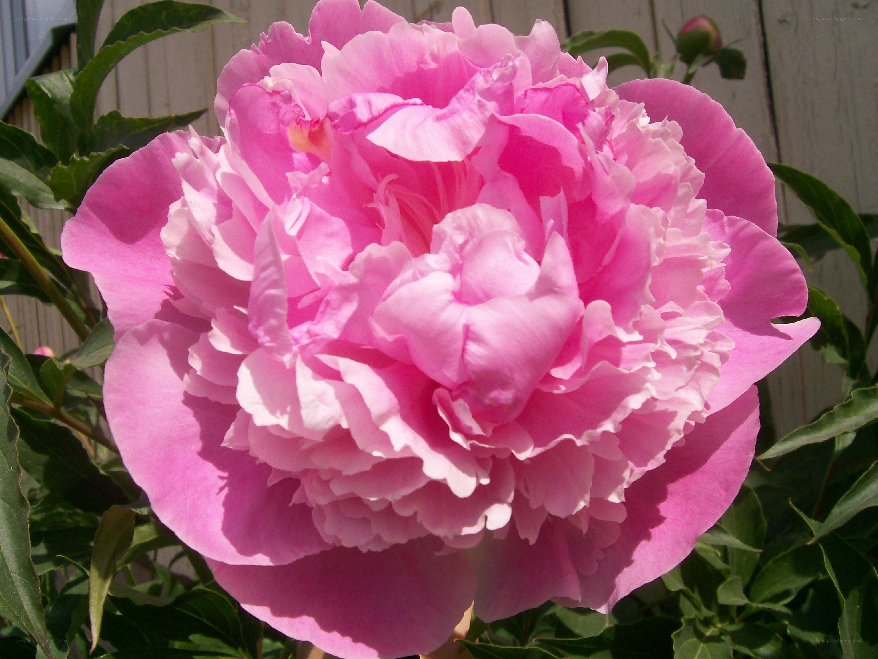 Pink peony in full bloom