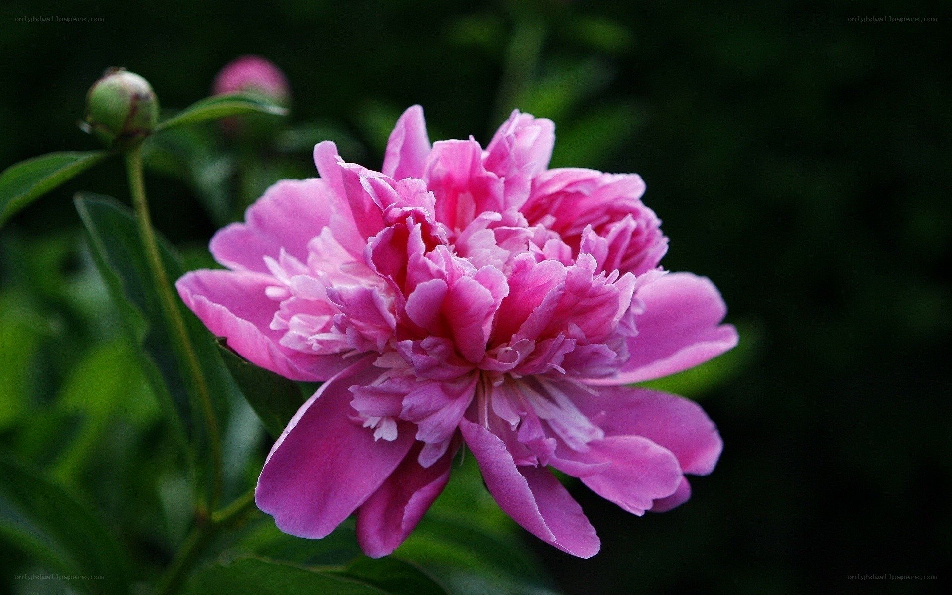 Pink peony in full bloom