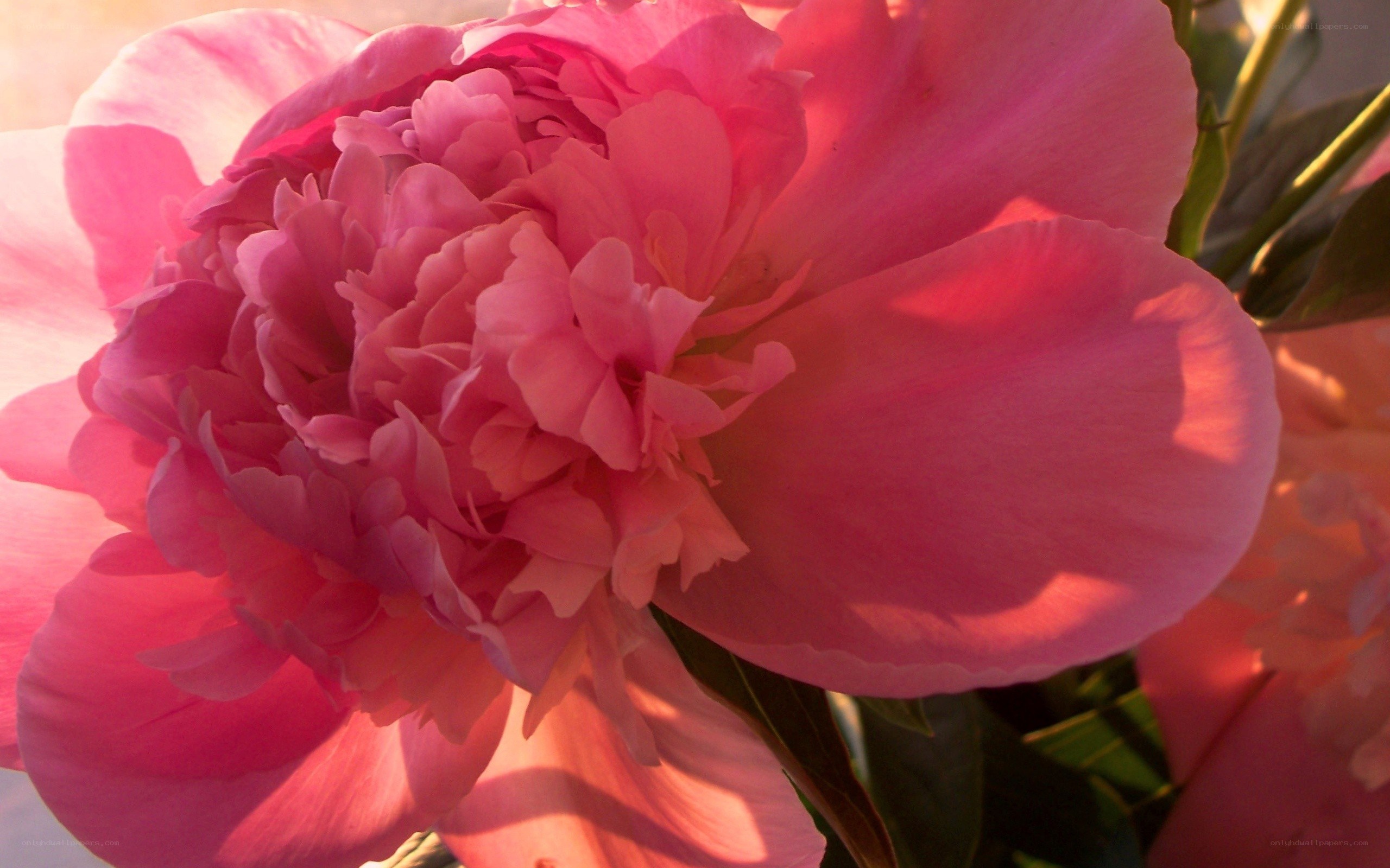 Pink peony in sunlight