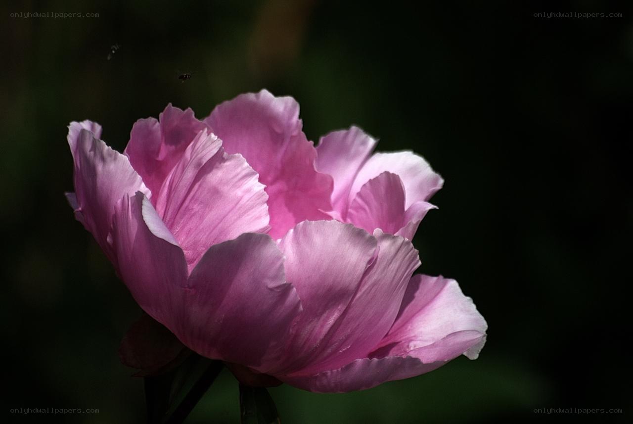 Pink peony in sunlight